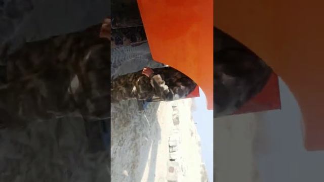 Вызвали сотрудников полиции роты ДПС для выяснения обстоятельств. смотреть онлайн