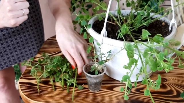 ЛОФОС  как размножить, содержание и уход зимой, вредители