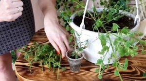 ЛОФОС  как размножить, содержание и уход зимой, вредители