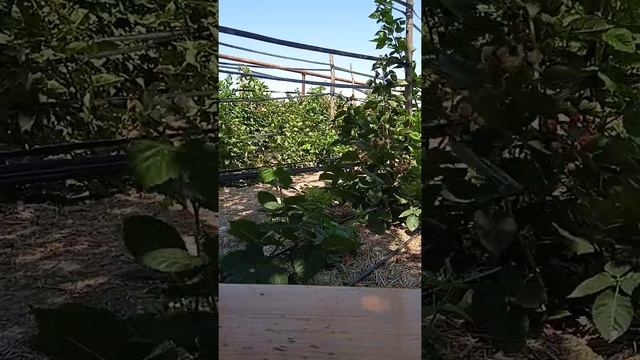 Блэк Джем в конце августа. Почва. смотреть онлайн