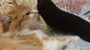 Прикол. Ржака. Кошка нюхает ноги хозяина