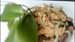 Цитокининовая паста и ее последствия