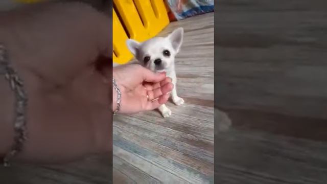 Взвешивание чихуахуа Гламурный Альтаир