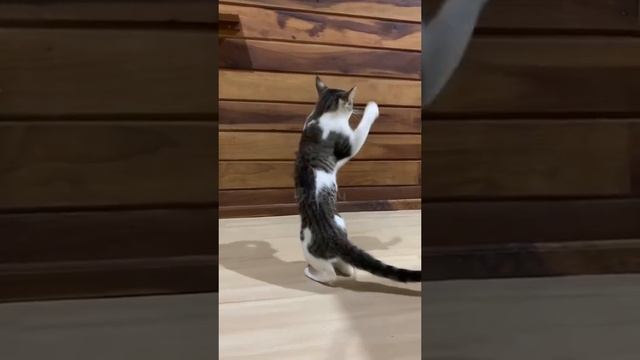 Возвращение Рокки Бальбо))) смотреть онлайн
