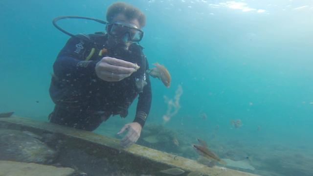 Кормим рыб в Черном море смотреть онлайн