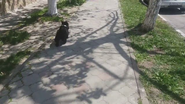 Скотч терьер-Ерофей. Собака друг человека. Пандемия и животные. смотреть онлайн