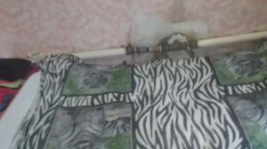 Замена Газового котла.на мимакс 10.своими руками.