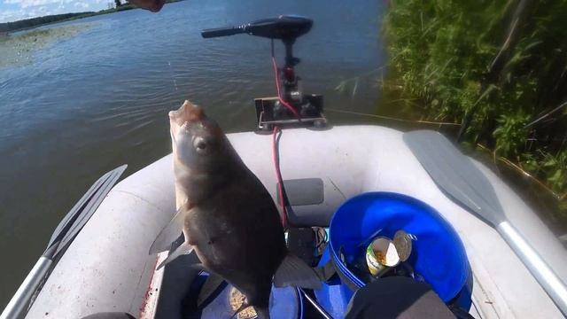 7 ВИДОВ РЫБ С ОДНОГО МЕСТА. Рыбалка на речке на поплавок смотреть онлайн