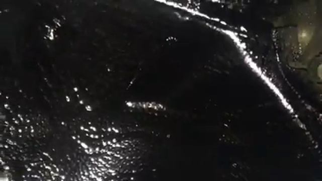 Volkswagen Tiguan небольшие доработки. Блокирование шума от передних колес. ШВИ арок и локеров смотреть онлайн