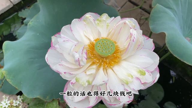 春季买花旺季，记住不买“3种花”，新手很容易上当受骗 смотреть онлайн