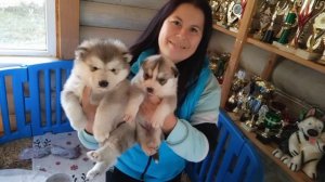 Отличие хаски и маламута - щеночки