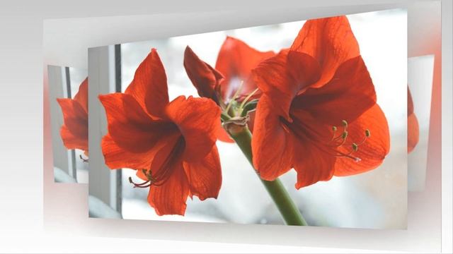 Примите моё поздравление в день 8 марта! смотреть онлайн