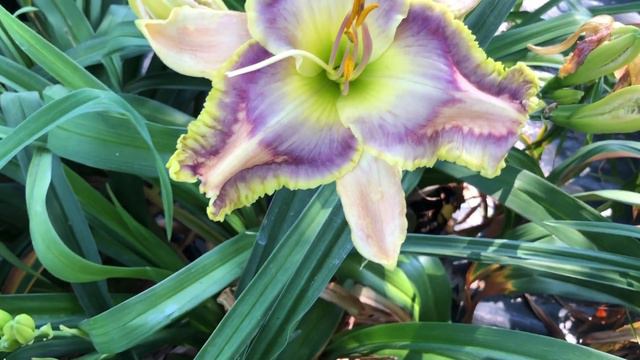 DAYLILIES: Blue Jean Cutoffs, Harmonic Hues, Sweet Cotton Candy