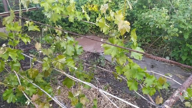 Виноград Надежда АЗОС. Позднее пробуждение почек. Особенность сорта смотреть онлайн