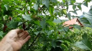 Кизил обыкновенный