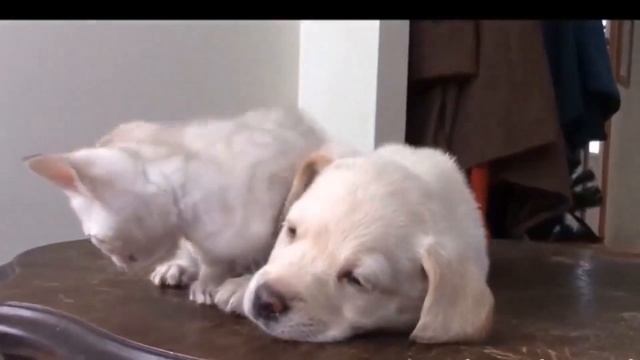 Смешные и удивительные животные/Приколы с животными /Выпуск#5 смотреть онлайн