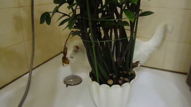 Когда хочется пить - главное капельки с пола собрать! смотреть онлайн