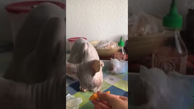 Сфинкс - Люси Вкусно очень (ест с таким удовольствием) ! смотреть онлайн