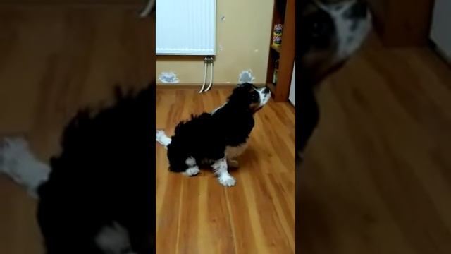 Собакен Габриель каждое утро в 6 утра смотрит мультики. В доме тишина. Хозяева могут спать Прикольн смотреть онлайн