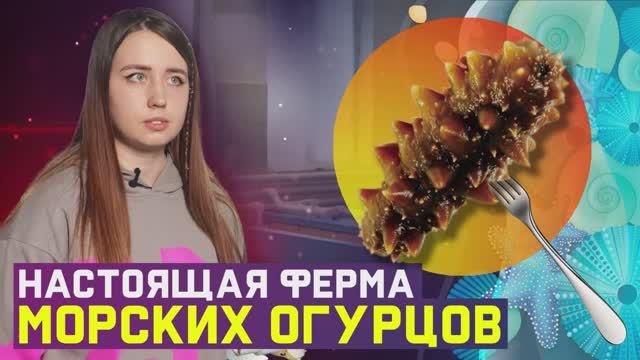 Морской огурец для укрепления иммунитета - ферма на острове Русский смотреть онлайн