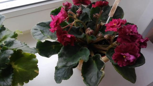 Моя коллекция ФИАЛОК (Богема, Вега, Paul green, Белая мадонна) смотреть онлайн