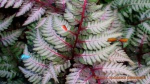 Кочедыжник японский Ред Бьюти (red beauty) ? обзор: как сажать, саженцы кочедыжника Ред Бьюти