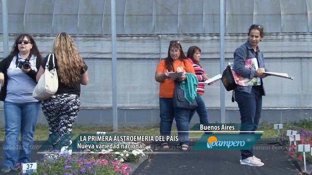 La primera alstroemeria del país смотреть онлайн