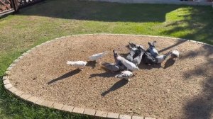 Какой корм ? Сколько нужно корма в сутки на 16 голубей !!!