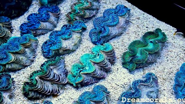 Tridacna maxima Tahiti super color clams (12-16cm) смотреть онлайн