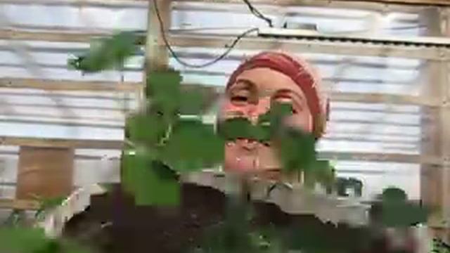 Земляника в теплице. Спустя 2 недели после посадки.Март 2017. смотреть онлайн