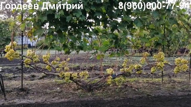 Виноград Прима Украины - урожай 2022.Тула. смотреть онлайн