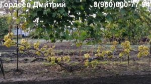 Виноград Прима Украины - урожай 2022.Тула.