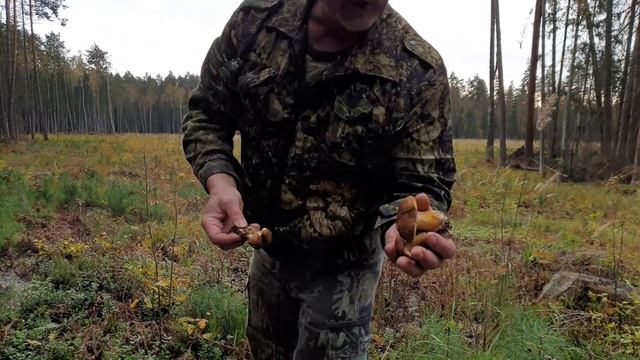 БОРОВИКИ СОСНОВЫЕ , БЕЛЫЕ ГРИБЫ СИЗЫЕ И ПОЛЬСКИЕ ГРИБЫ ! ЧУМОВАЯ ГРИБАЛОЧКА ! Грибы 2020 ! смотреть онлайн