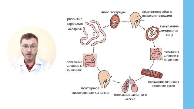 Лямблии и аскариды. Кто главнее?