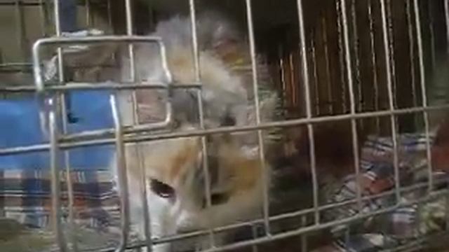 Алечка смотреть онлайн