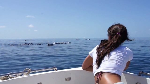 Reehi Beach Resort - Dolphin Safari смотреть онлайн