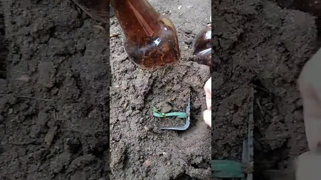 Выращивание гвоздики Шабо зимой в открытом грунте/ состояние черенков гвоздики в декабре смотреть онлайн