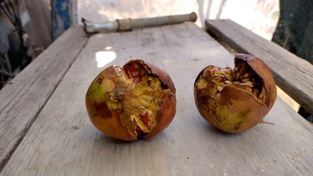 Why Does Fruit Split In Half? смотреть онлайн