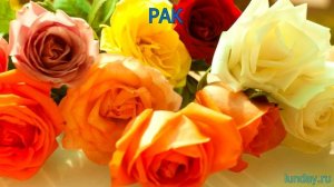 Что Вы за цветок по знаку зодиака