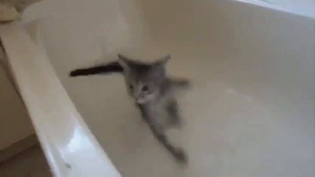 Неудачи котов Неуклюжие коты Приколы с котами смотреть онлайн