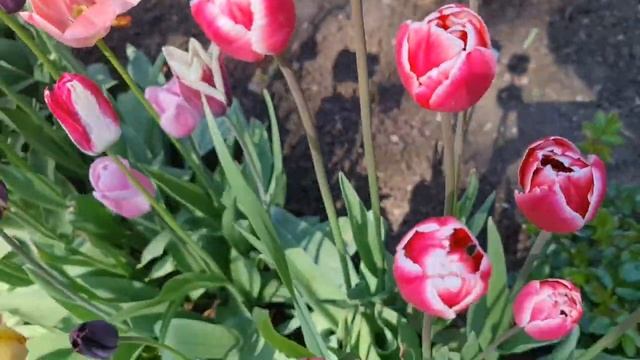 Какие ЦВЕТЫ ПОСАДИТЬ ОСЕНЬЮ? ОБЗОР лучших МНОГОЛЕТНИКОВ смотреть онлайн