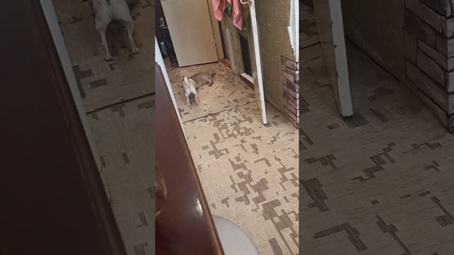 Золотая шиншилла и чихуахуа смотреть онлайн