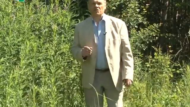 Лесная медицина смотреть онлайн