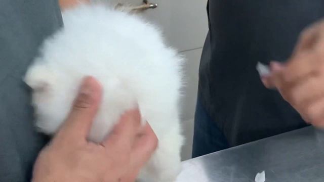 Dog’s Vaccine! Magkano ang 6 in 1 at Deworm? #pomeranian #simplejoy #dog #puppies смотреть онлайн
