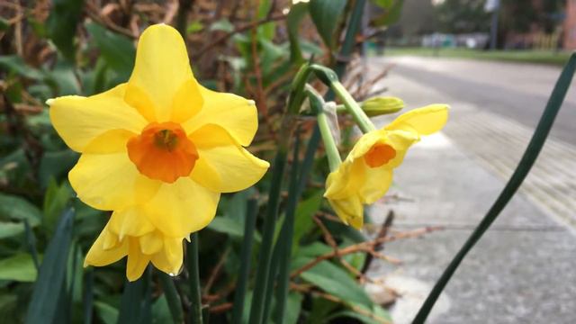Daffodil (Narcissus) - flowers close up - March 2018 смотреть онлайн