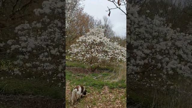 во всю цветут мелкоцветные магнолии 04.04.21 смотреть онлайн