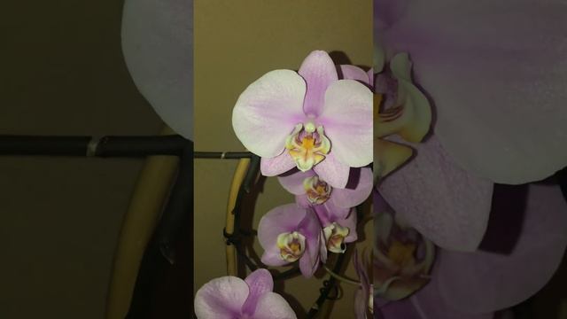 Фаленопсис Люксор (Luxor)🥰Повний розпуск🌸🌱💚 Зростає в закритій системі 🫶