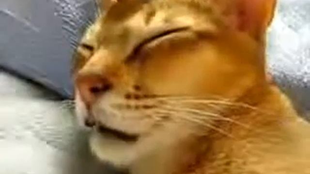 Котэ говорящий во сне.mp4 смотреть онлайн