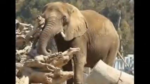 San Diego Zoo in California, USA смотреть онлайн