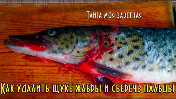 Как удалить щуке жабры и сберечь пальцы. Просто и эффективно English translation ⬇